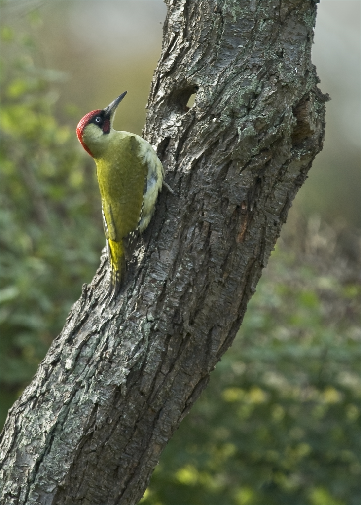 Green Woodpecker